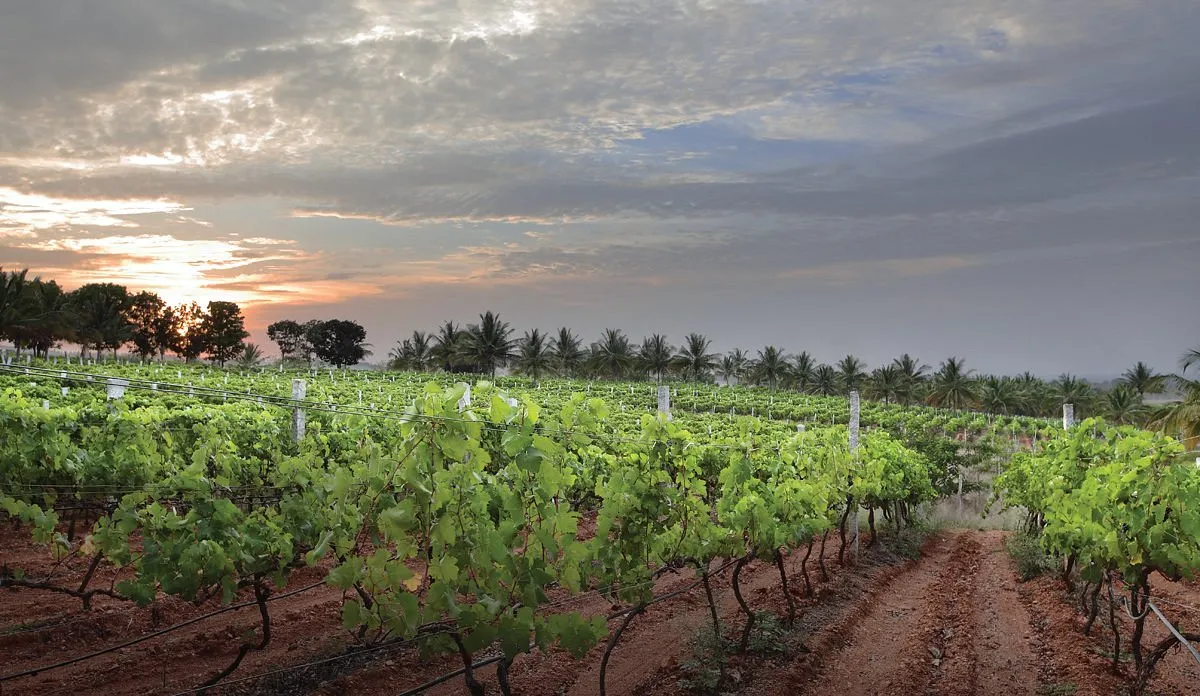Vineyard Escape: A Peaceful Stay Near Grover Zampa Vineyards