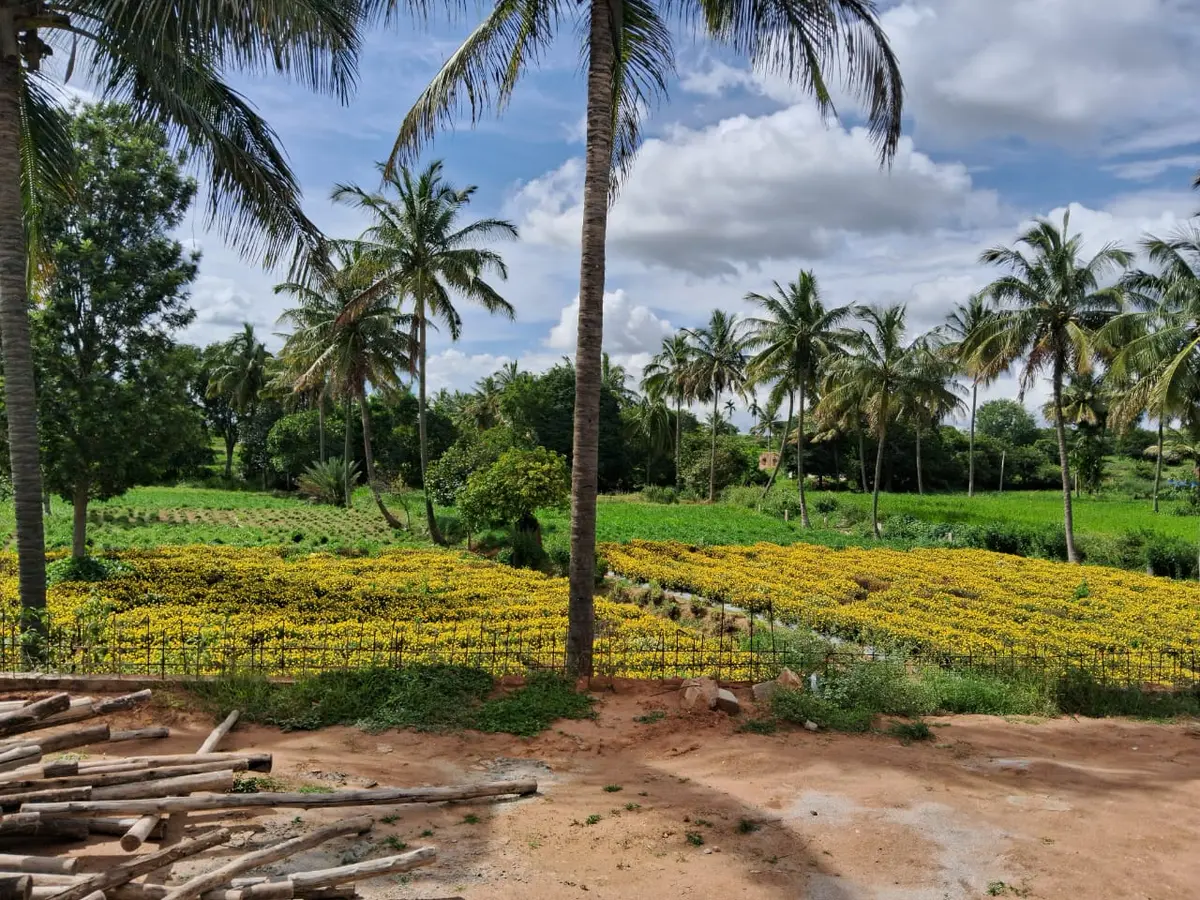 Coconut palms and farmland in the foothills near Nandi Hills